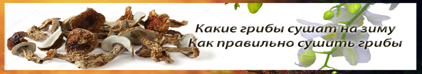 Как сушить грибы